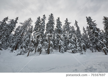 Winter Snowy Landscape, Mountains and Trees 70387697
