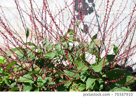 Mizuhiki（水畫） 70387910