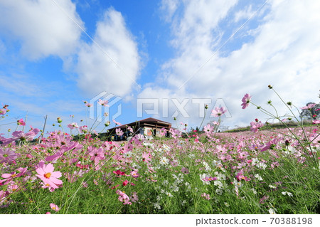 上市高原的宇宙 70388198