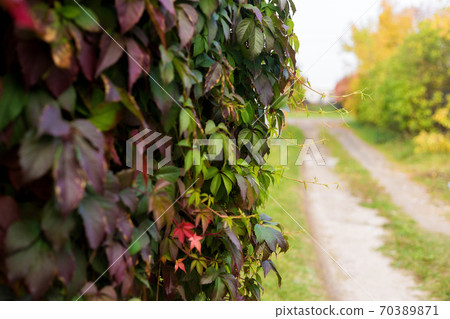 Autumn colored branch of wild grapes with red yellow and green leaves 70389871