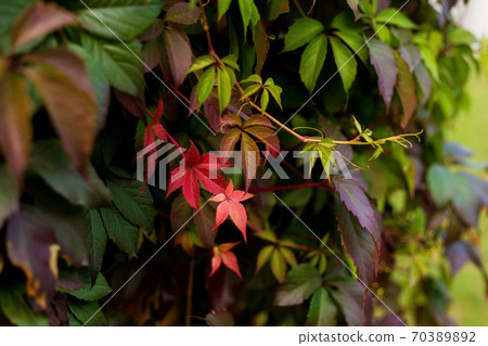 Autumn colored branch of wild grapes with red yellow and green leaves Autumn colored branch of wild grapes with red yellow and green leaves 70389892