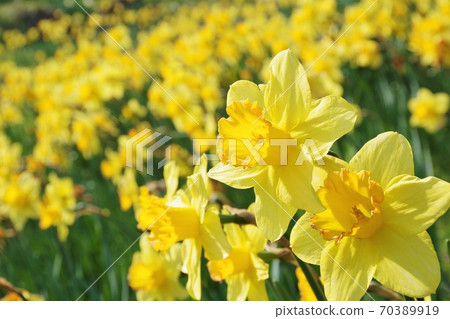 Awaji Island, Hyogo Prefecture Narcissus Hill 70389919