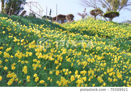 Awaji Island, Hyogo Prefecture Narcissus Hill 70389921