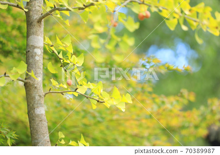 Autumn 2020 ・ Ginkgo leaves and ginkgo trees [October] 70389987