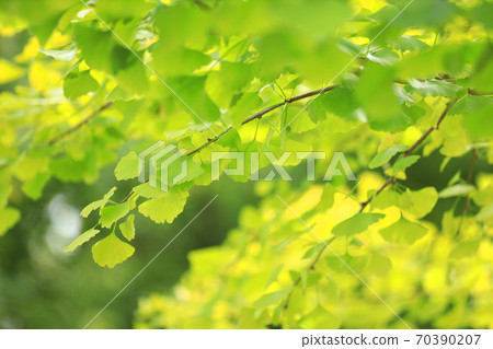 Autumn 2020 ・ Ginkgo leaves and ginkgo trees [October] 70390207