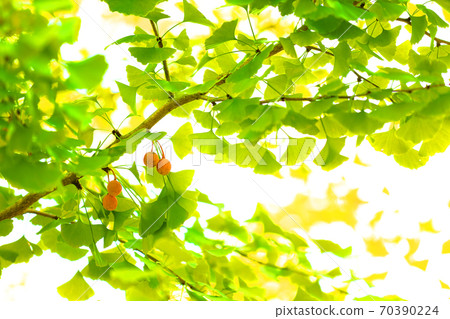 Autumn 2020 ・ Ginkgo leaves and ginkgo trees [October] 70390224