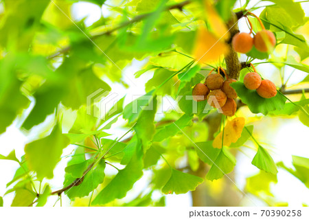 2020年秋天·銀杏葉和銀杏樹[十月] 70390258