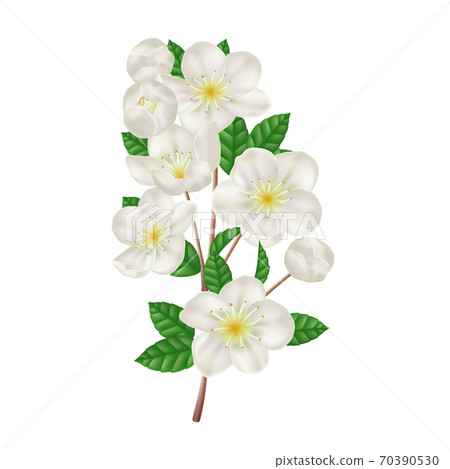 Blossoming apple branch with white flowers. Fresh spring flowers. Realistic vector illustration Blossoming apple branch with white flowers. Fresh spring flowers. Realistic vector illustration 70390530
