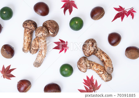 Image of vegetables in the autumn season Image of vegetables in the autumn season 70391885