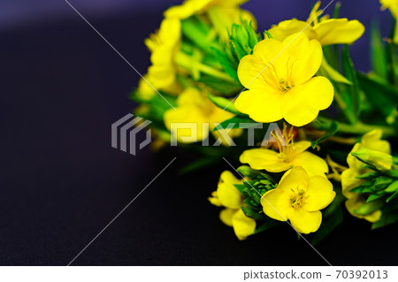 Evening grass that blooms on summer nights (often called evening primrose, both are evening primroses) 70392013