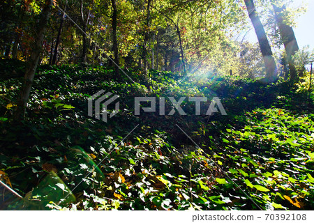 Forest scene in the Blue Ridge Mountains 70392108