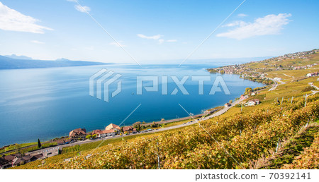High-angle view, a vineyard next to the lake in Lausanne in October. On the north coast of Lake Geneva, Switzerland 70392141