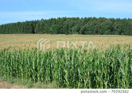 Cornfield Cornfield 70392882
