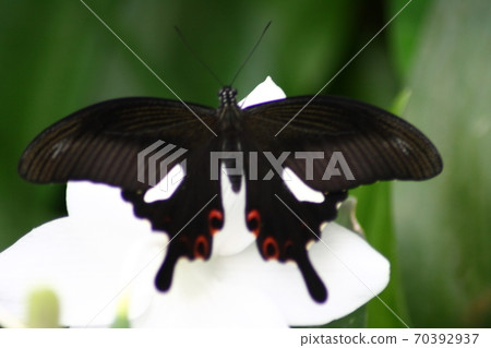 butterfly butterfly 70392937