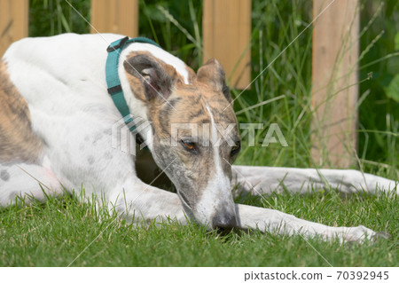 White and brindle pet greyhound dog relaxes in in the garden sunshine 70392945