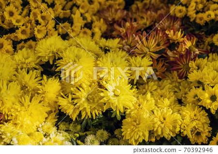 Rich choic of colorful chrysanthemum. View from above. Natural background. Selective focus. 70392946