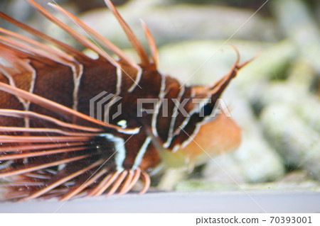 Antenna Lionfish  (Pterois antennata) 70393001