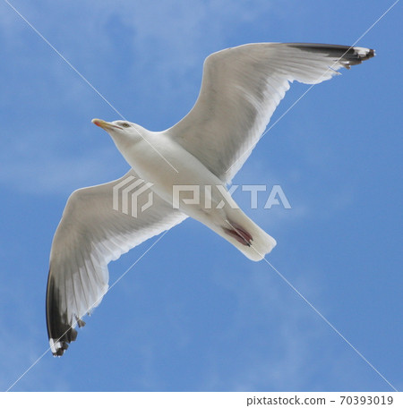 flying gull (Larus argentatus) flying gull (Larus argentatus) 70393019