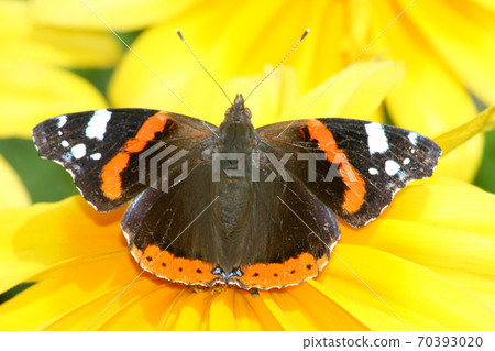 vanesa atalanta vanesa atalanta 70393020