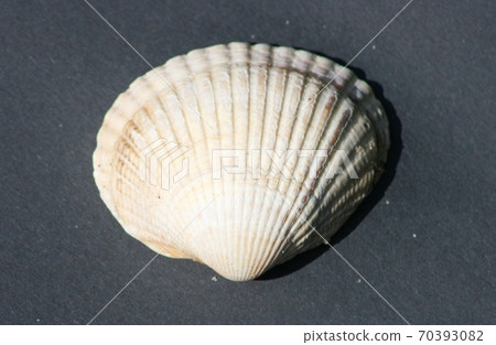 Seashell Seashell 70393082