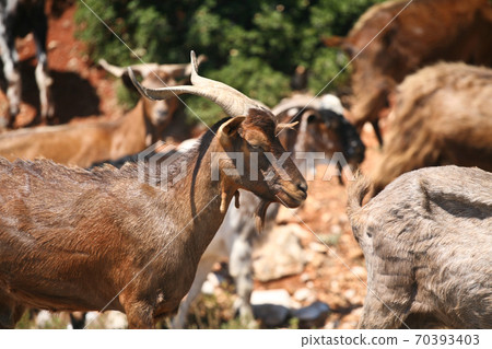 Goat 70393403
