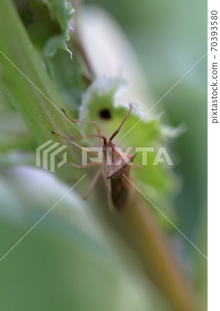 Stink bugs approaching broad beans 70393580