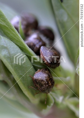 Stink bugs that flock to the leaves of broad beans (Megacopta punctatis) Stink bugs that flock to the leaves of broad beans (Megacopta punctatis) 70393582
