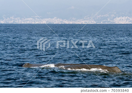 Sperm Whale at sunset in mediterranean Sea Sperm Whale at sunset in mediterranean Sea 70393840