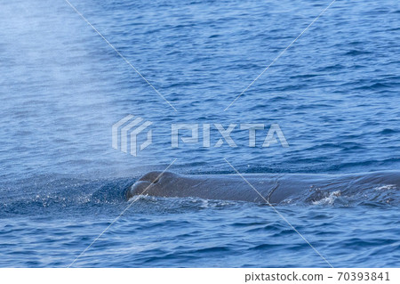 Sperm Whale at sunset in mediterranean Sea Sperm Whale at sunset in mediterranean Sea 70393841