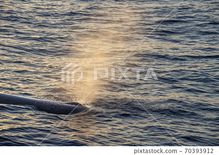 Sperm Whale at sunset in mediterranean Sea 70393912
