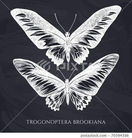 Vector set of hand drawn chalk rajah brooke s birdwing 70394386