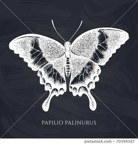 Vector set of hand drawn chalk emerald swallowtail Vector set of hand drawn chalk emerald swallowtail 70394387