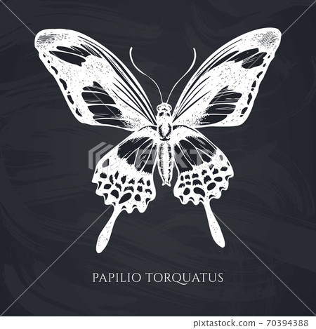 Vector set of hand drawn chalk papilio torquatus Vector set of hand drawn chalk papilio torquatus 70394388