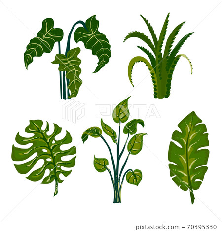 Jungle Leaves. Set of tropical leaves. Can be used to create packaging. 70395330