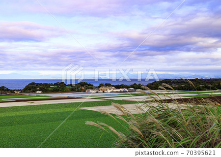 Autumn of radish field, a specialty of Shonan Miura Peninsula Autumn of radish field, a specialty of Shonan Miura Peninsula 70395621