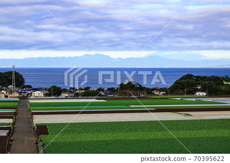 Autumn of radish field, a specialty of Shonan Miura Peninsula Autumn of radish field, a specialty of Shonan Miura Peninsula 70395622