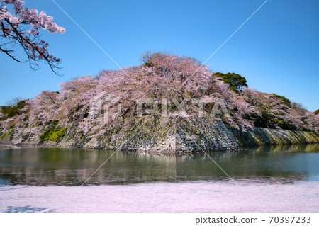Cherry blossoms at Hikone Castle 70397233