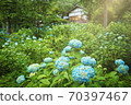 京都Sansenin的繡球 70397467