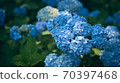 京都Sansenin的繡球 70397468