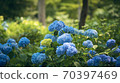 京都Sansenin的繡球 70397469