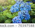 Uji Saniruhodo寺的繡球花 70397588