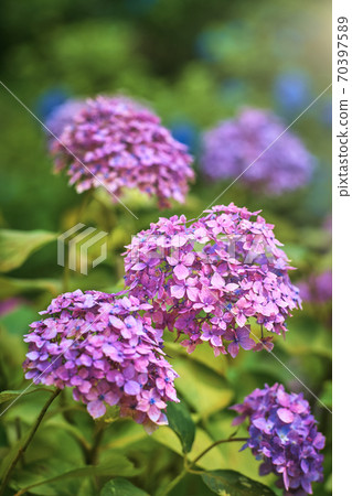 Hydrangea of Uji Saniruhodo Temple 70397589