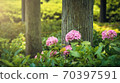 Uji Saniruhodo寺的繡球花 70397591