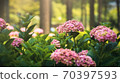 Uji Saniruhodo寺的繡球花 70397593
