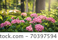 Uji Saniruhodo寺的繡球花 70397594