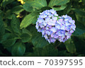 Uji Saniruhodo寺的繡球花 70397595