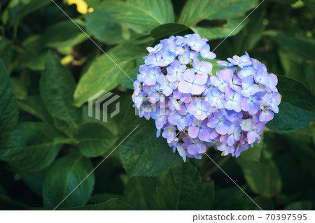 Hydrangea of Uji Saniruhodo Temple 70397595