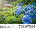Uji Saniruhodo寺的繡球花 70397596