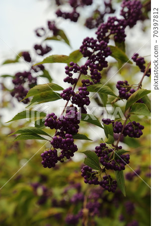 首爾站，崇禮門，道路，城市。 70397812