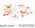 櫻花 70397900